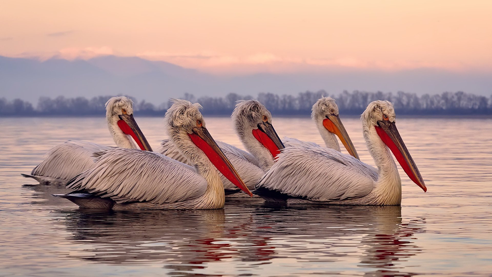 异乡人之锤，武切维奇单节20分撕裂北京防线，开拓者三分钟轰垮对手