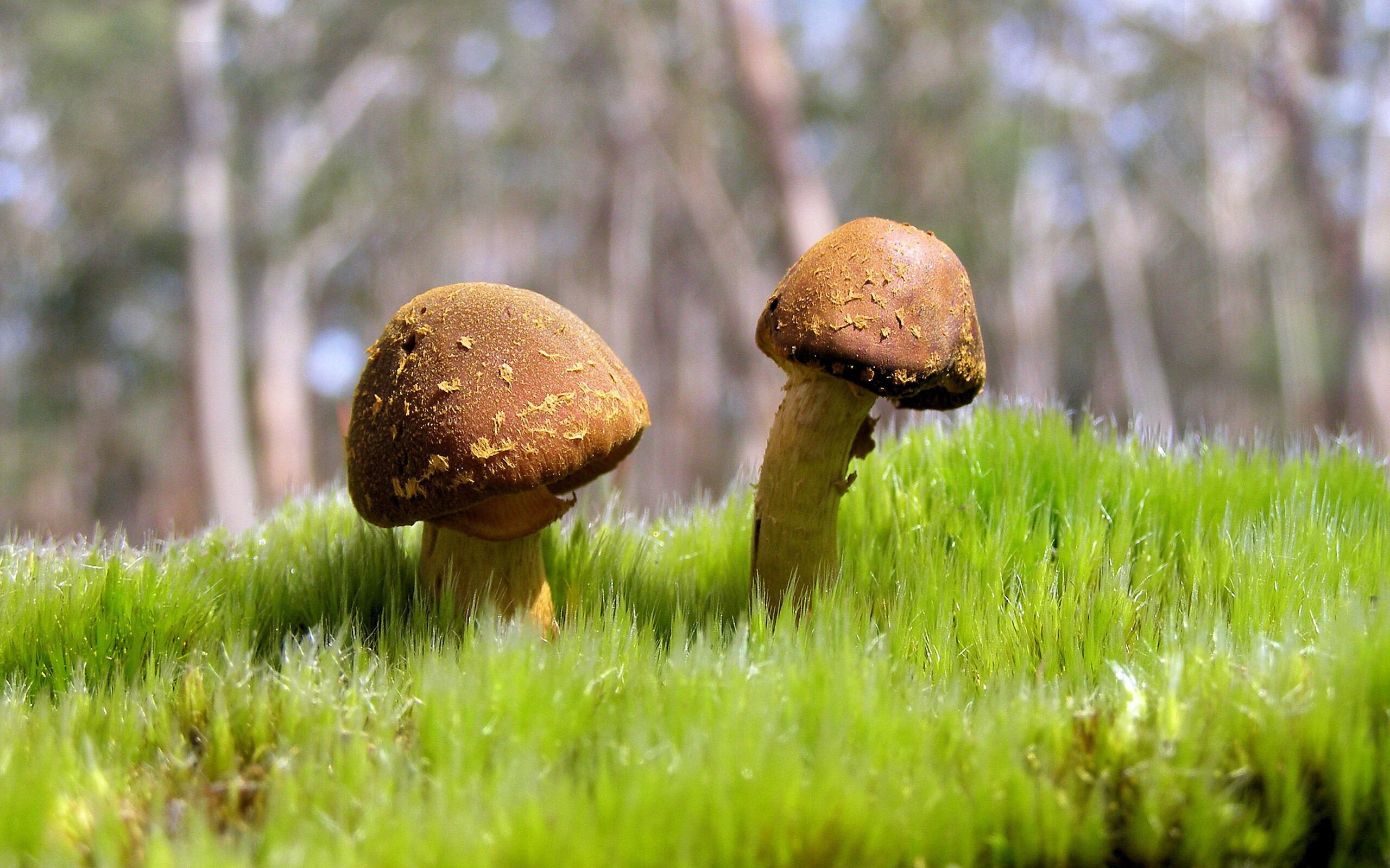 孤星璀璨夜，独行侠铁血破绿军，西亚卡姆生涯封神一战