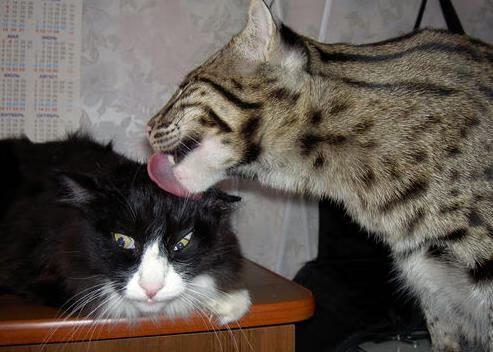 瑞士生死战，当C罗成为那把独一无二的锁，英格兰发现自己才是待开的锁