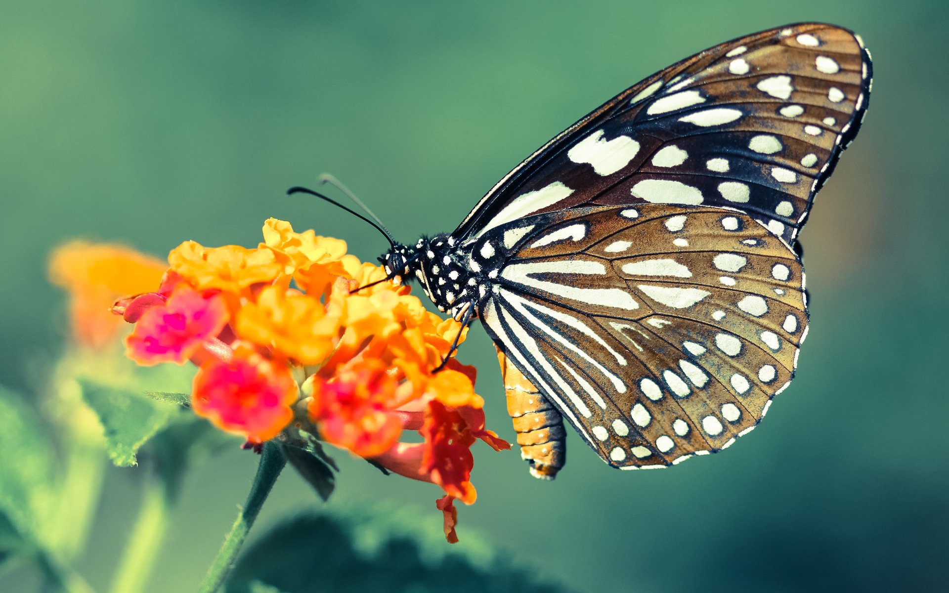 西决生死战之夜，他将自己的名字熔铸进城市的砖