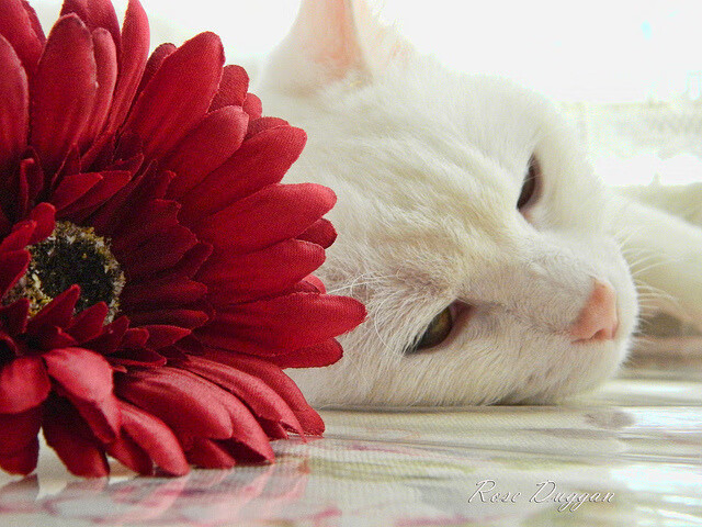 冰火两重天，灰熊鏖战下的决战与哈利伯顿的华丽演出