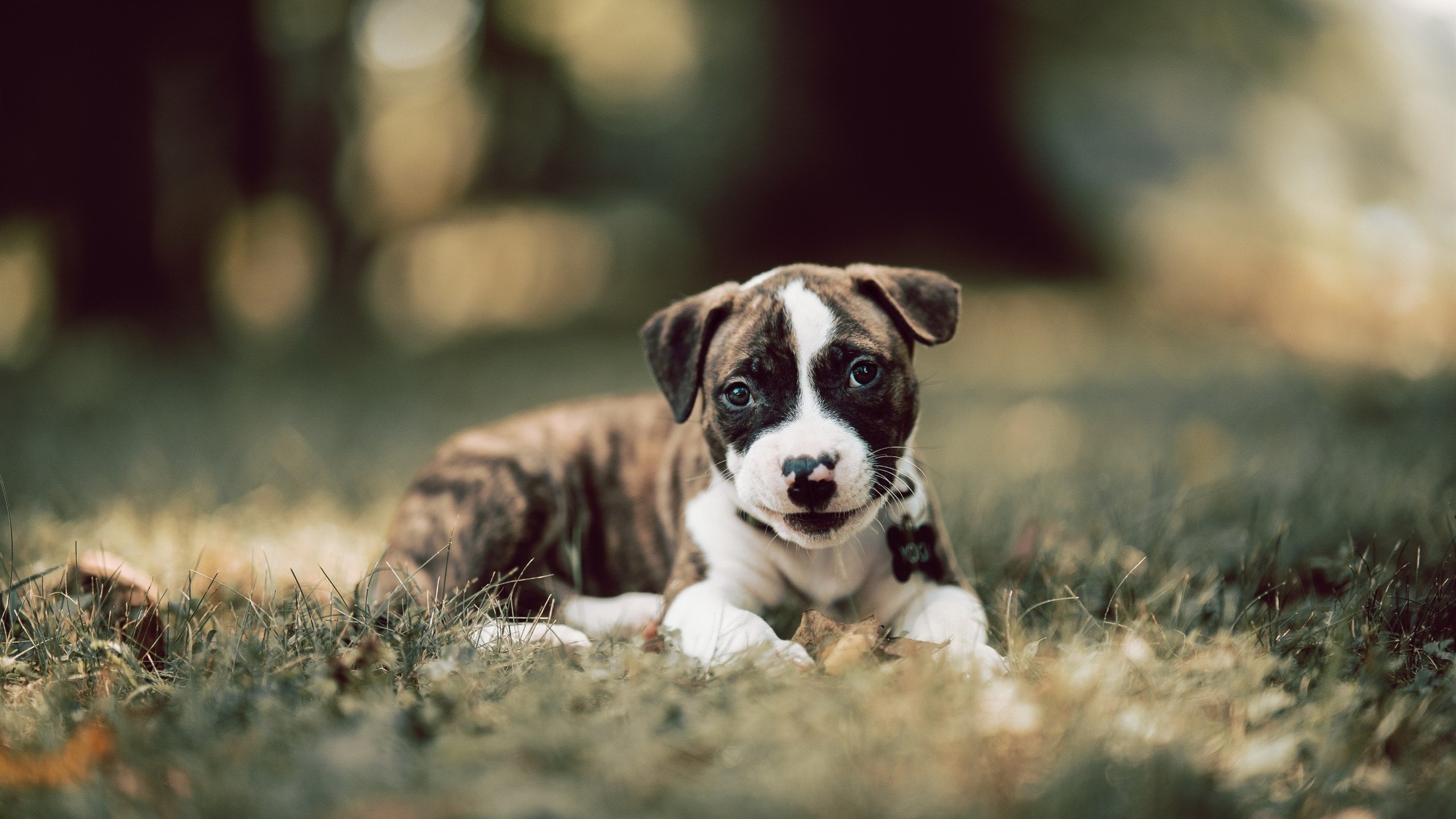 跨界王冠，当NBA超新星在F1赛道上隔扣世界