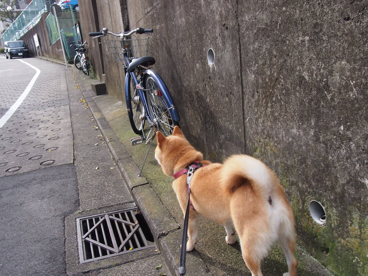 绝境狂舞，罗德里戈的爆发与牙买加、瑞典足球的遗落与重铸