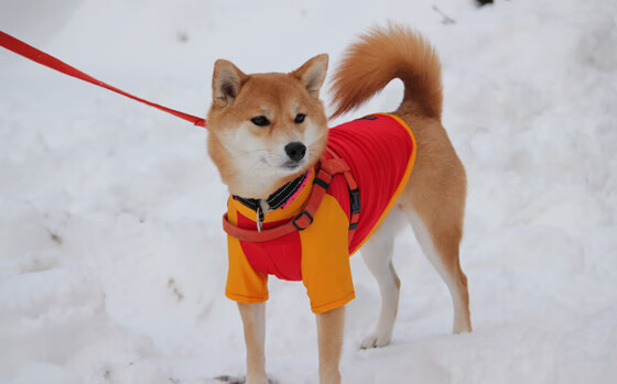季后赛屠宰场，东契奇的持续杀伤与外科手术般的进攻艺术