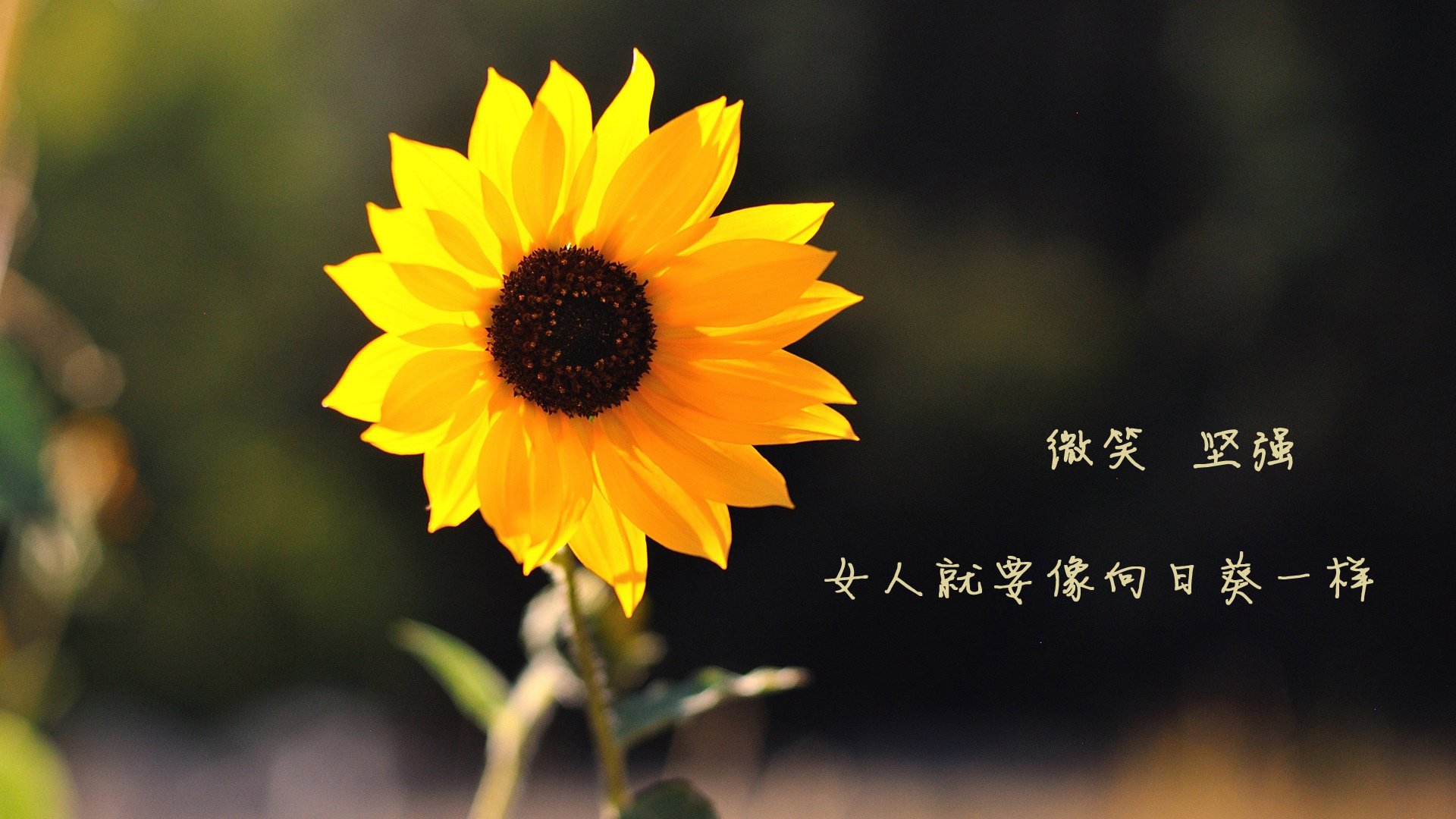 沙漠之狐的致命一击,2026世界杯D组强强对话,阿联酋险胜冰岛,梅西用魔幻左脚书写不老传说